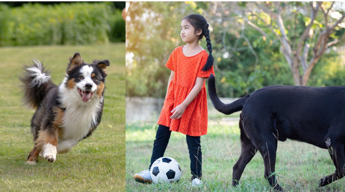 A happy dog running across the grass beside a girl with a soccer ball and a black dog in a park