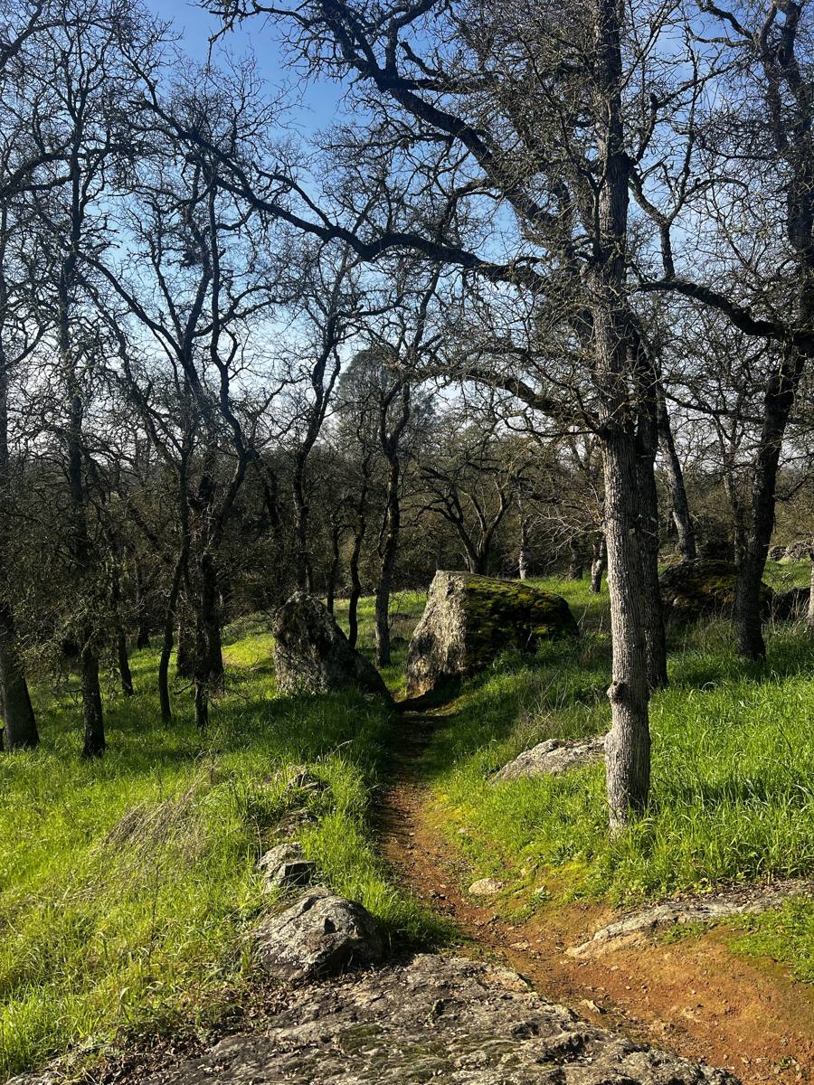Spring oak woodland trail in Rancho Murieta